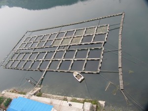 Fish Farm in Shanghi by IvanWalsh.com